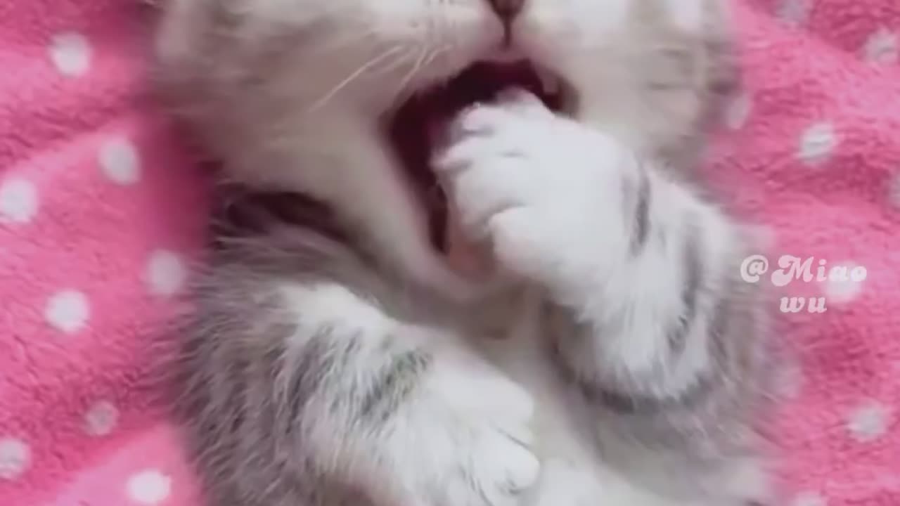 Baby cats -cute and funny cats video 😺😺😺