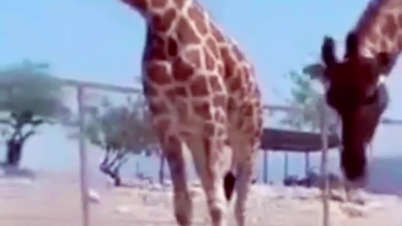 Giraffe Vs Tourtoise Funny Video