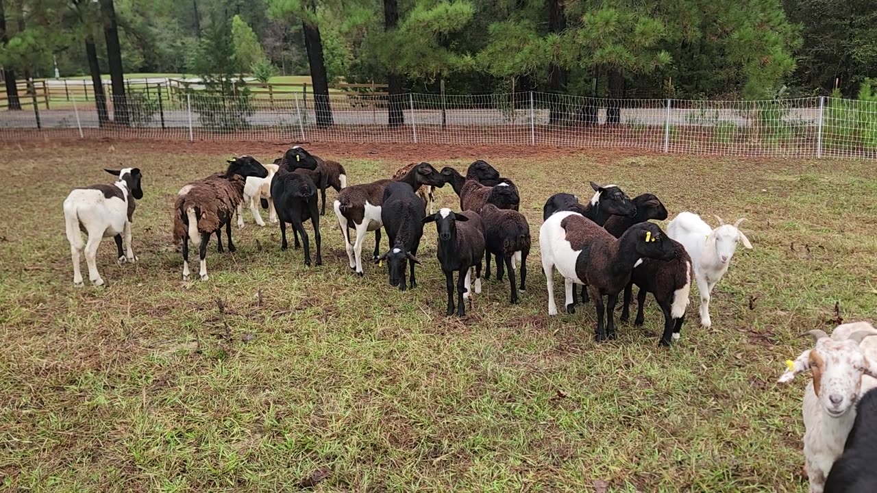 Goats on a regenerative farm