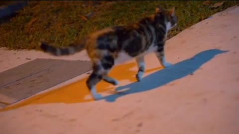 The most funny cat moving around on the road funny moment..😺😺😘😘😙😙😽😽