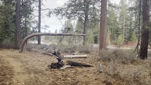 Hiking Through a Beautiful Shoreline Forest – Deschutes River – Central Oregon – 4K