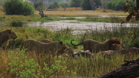 Lions Eating An Elephant