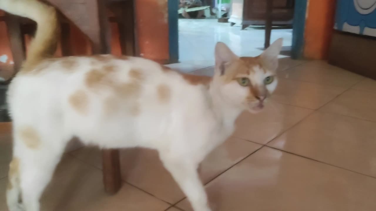 The way cats seduce to ask for food