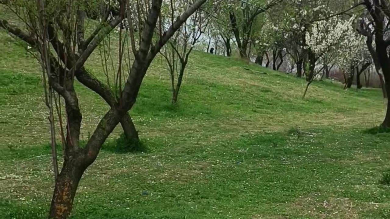 Beauty Of Kashmir