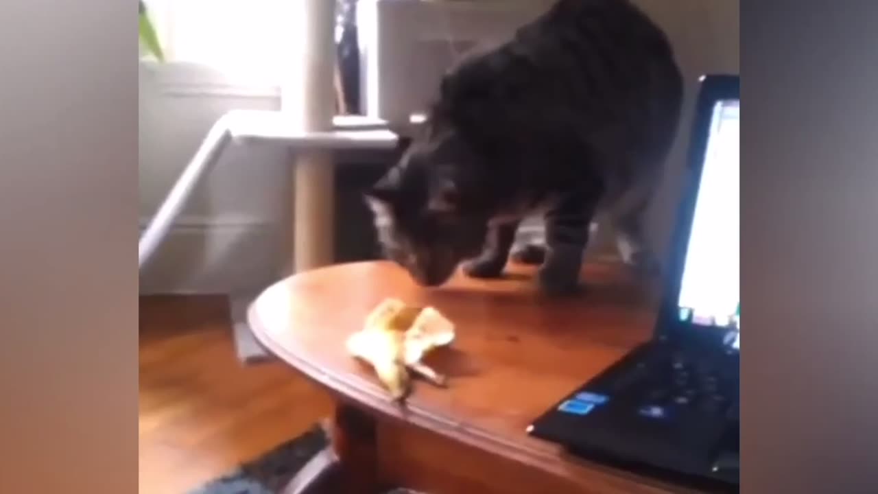 Cute funny cat video