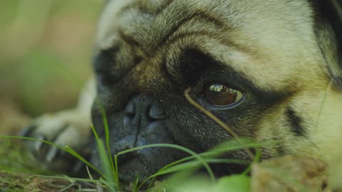 Funny dog 🐶 relaxing in grass videos