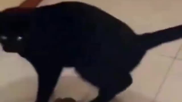 The cat is playing with the mouse