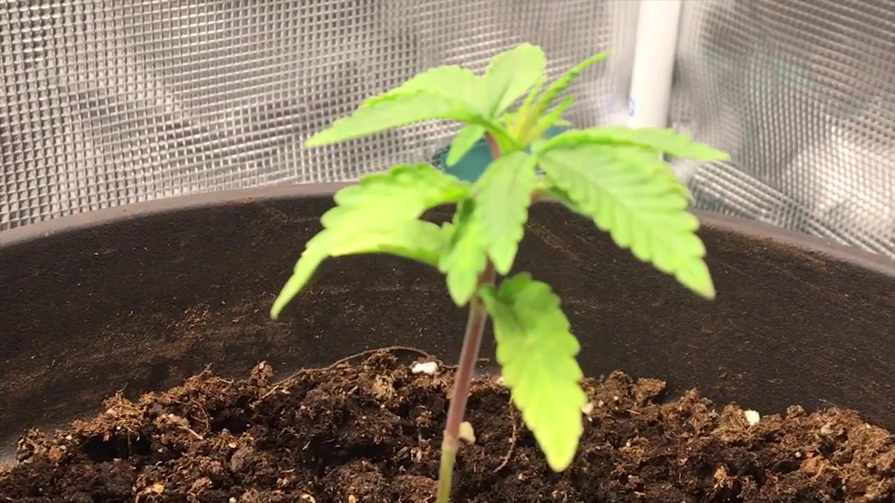 Cannabis Seedlings Timeline