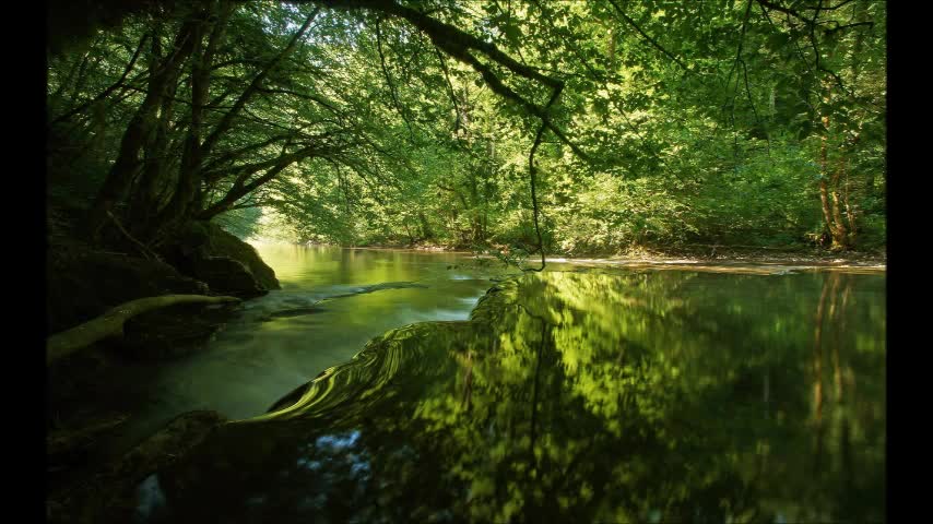 Over 8 Hours of Relaxing Soothing Forest Nature Sounds (Audio Only)