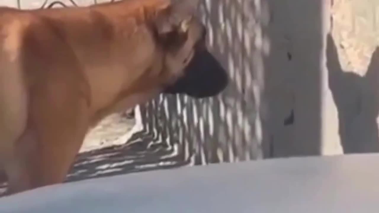 Dog scared form his own shadow 😱 "Are you following me?"