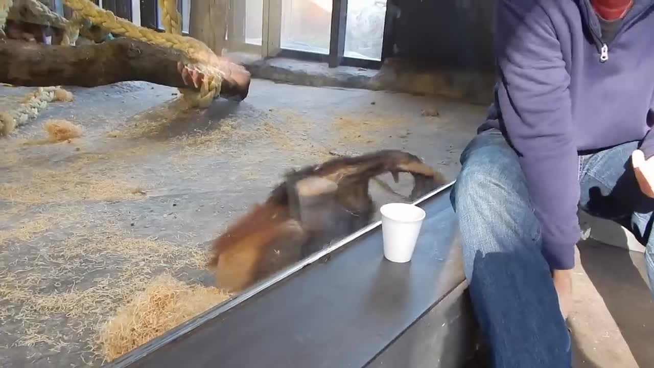 Monkey Sees A Magic Trick