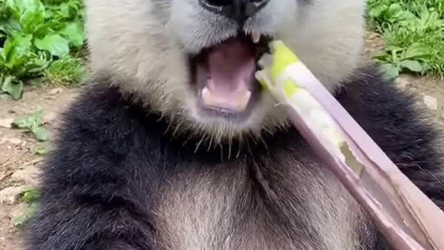 Panda Eating Show Bamboo