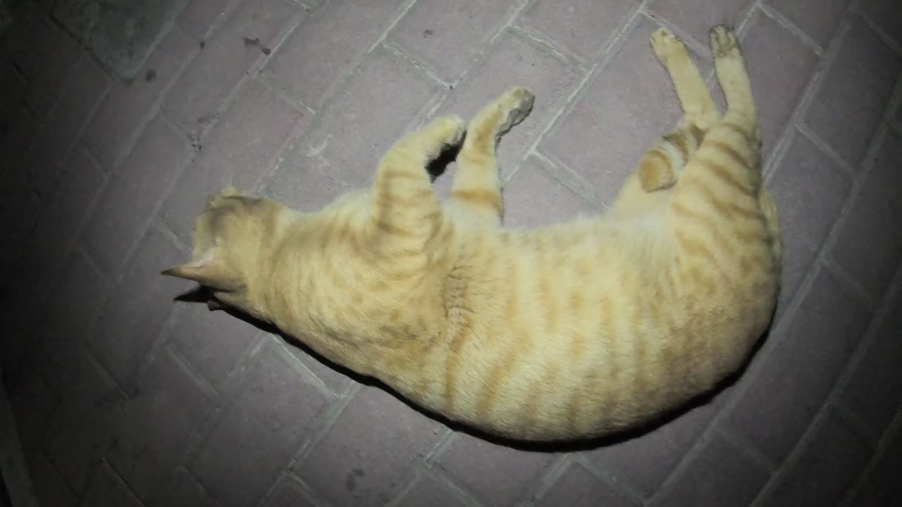 Homeless cat in Ras Al Khaimah, UAE: ED SHEERAN #cat #cats #EdSheeran #emirates #pet #ae #UAE #pets