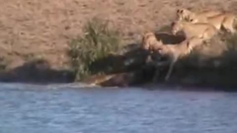 Battle at Kruger