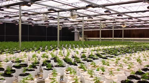 CANNABIS - CANNA CRIBS