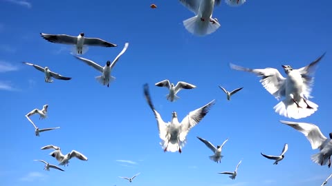 Flock of seagulls in the sky