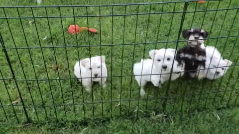 Beautiful Miniature Schnauzer puppies! (1)