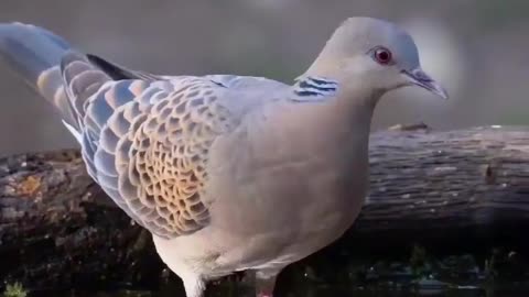 Beautiful Bird Adorable HD Photography.