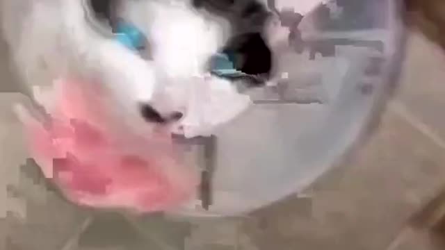 Funniest Cat And Dogs 😂 Funny Animal Videos 2022 #1
