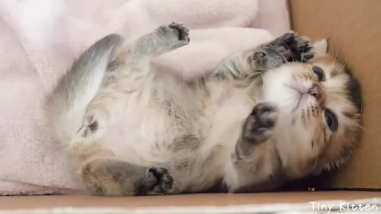 Kitten Kiki likes corners. But what she likes the most is...