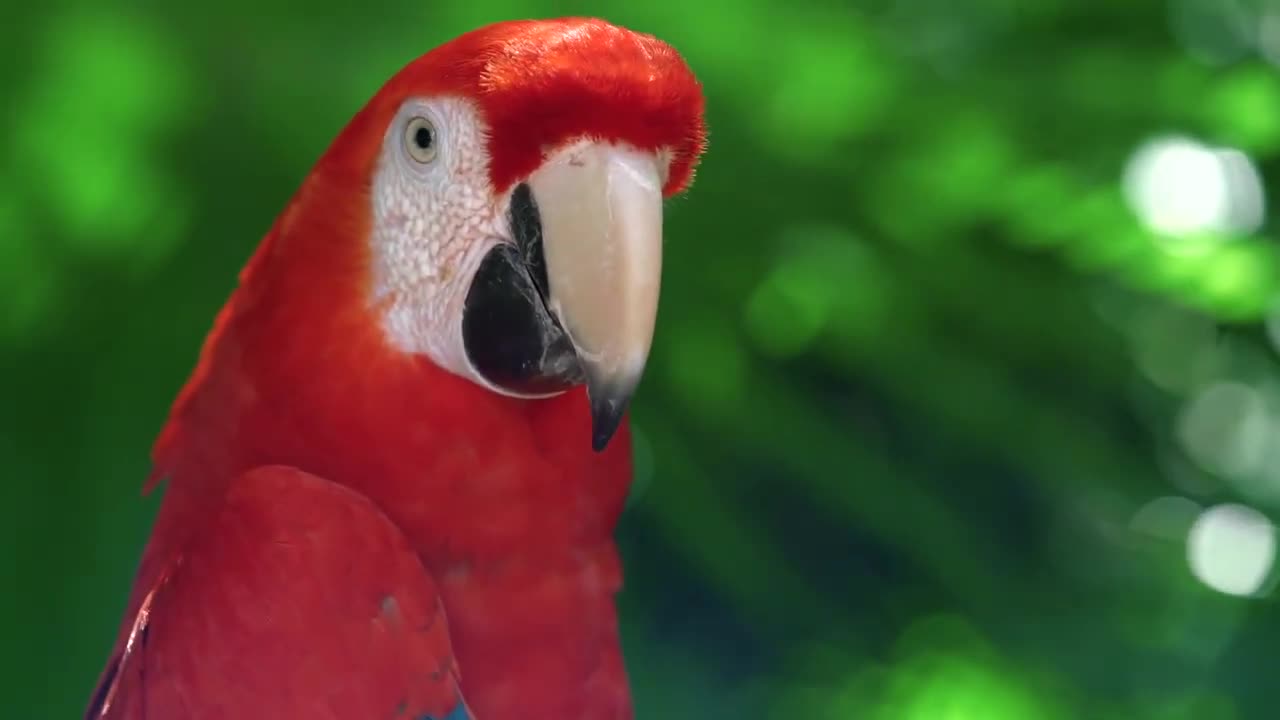 JUNGLE ! BIRDS ! ANIMALS ! FULL HD ! BIRDS ! JUNGLE !