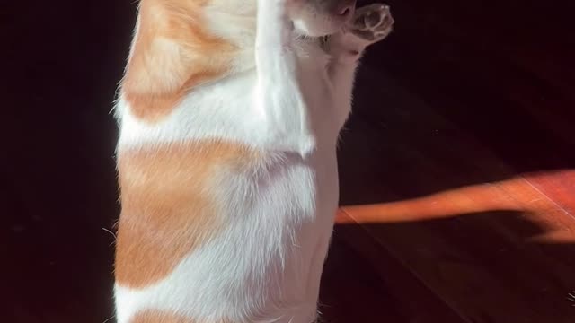 The cute dog