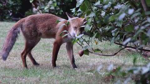 Two foxes