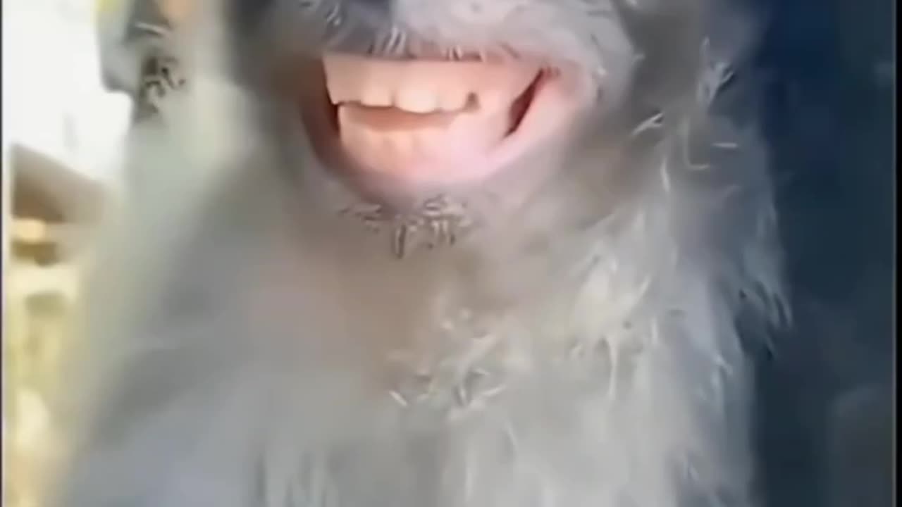 The monkey though 😂😂