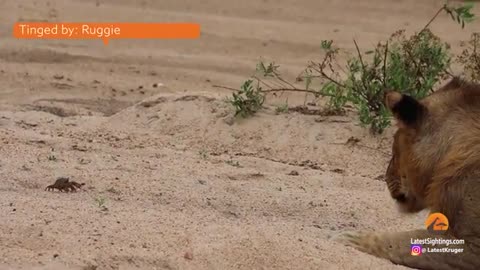 1 Crab Takes on Pride of Lions_Cut
