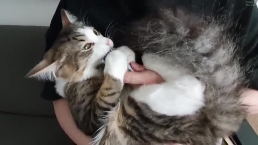 Bribe for a chance to cuddle