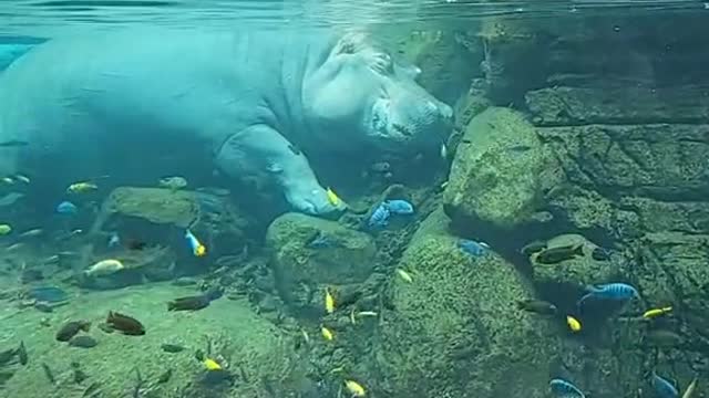 Hippos be crazy