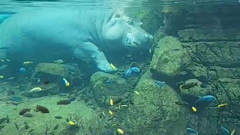 Hippos be crazy