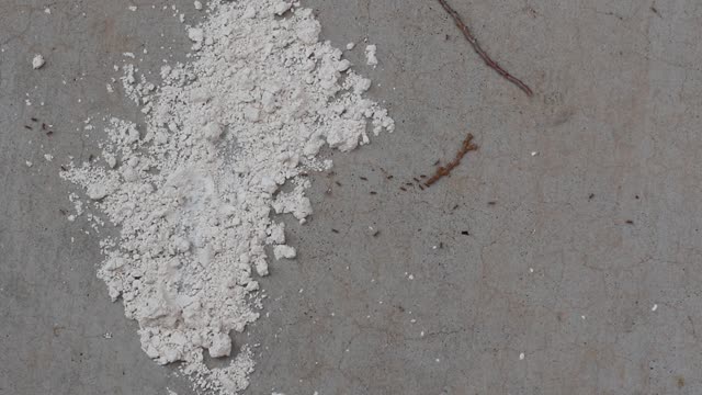 Showing the effect of diatomaceous earth on ants.