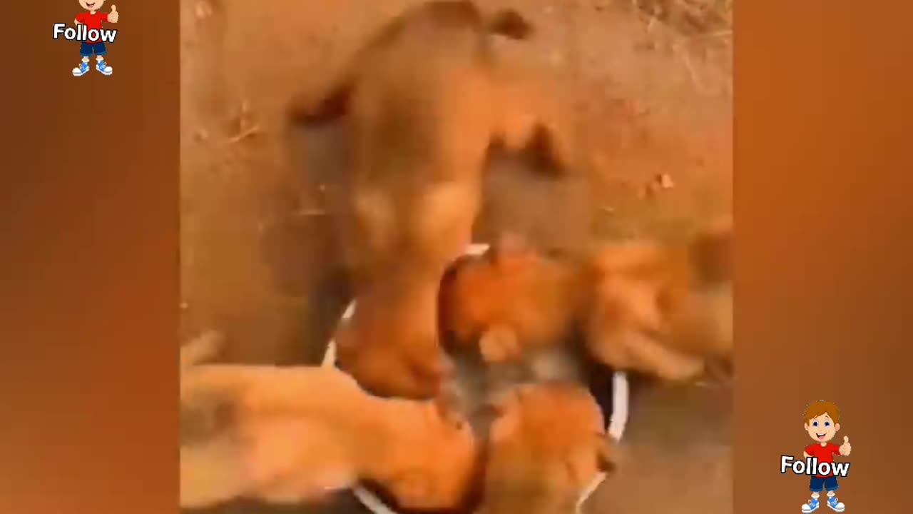 Funny videos for laughs gags prank funny video