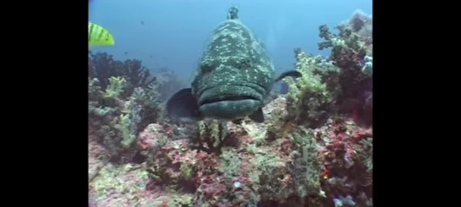 Groupers and big fish reef life of the andaman