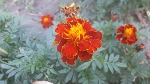 Marigold Family