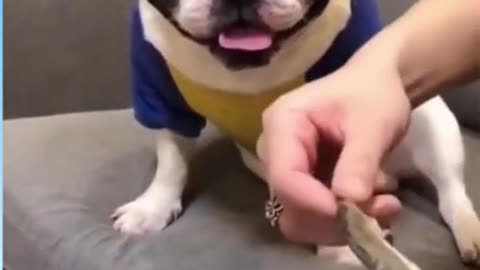 Funny Dog