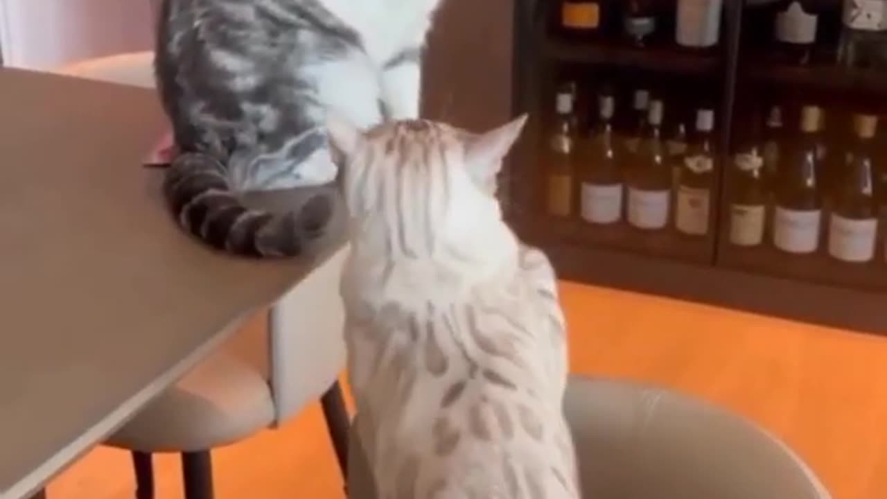 Cat fight