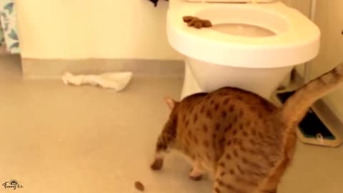 1 HOUR Funny Cat & Dog Compilation
