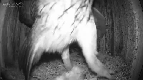 Tawny Owl Luna's Tragic Loss Has a Happy Ending🦉