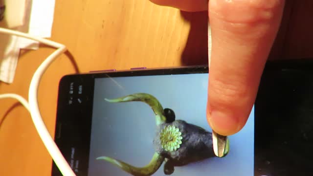 Art Project #5 Advanced Bull Mask Sculpture, Part 2