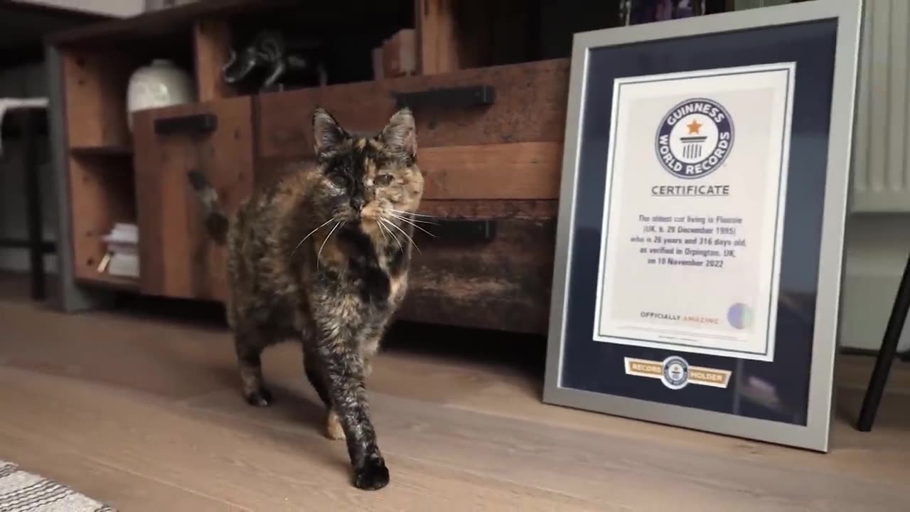 wow!! oldest cat in the world!