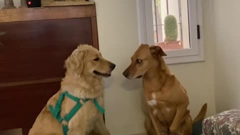 Golden Retriever meets new dog for the 1st time