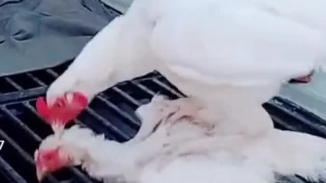 Cute chicken mating