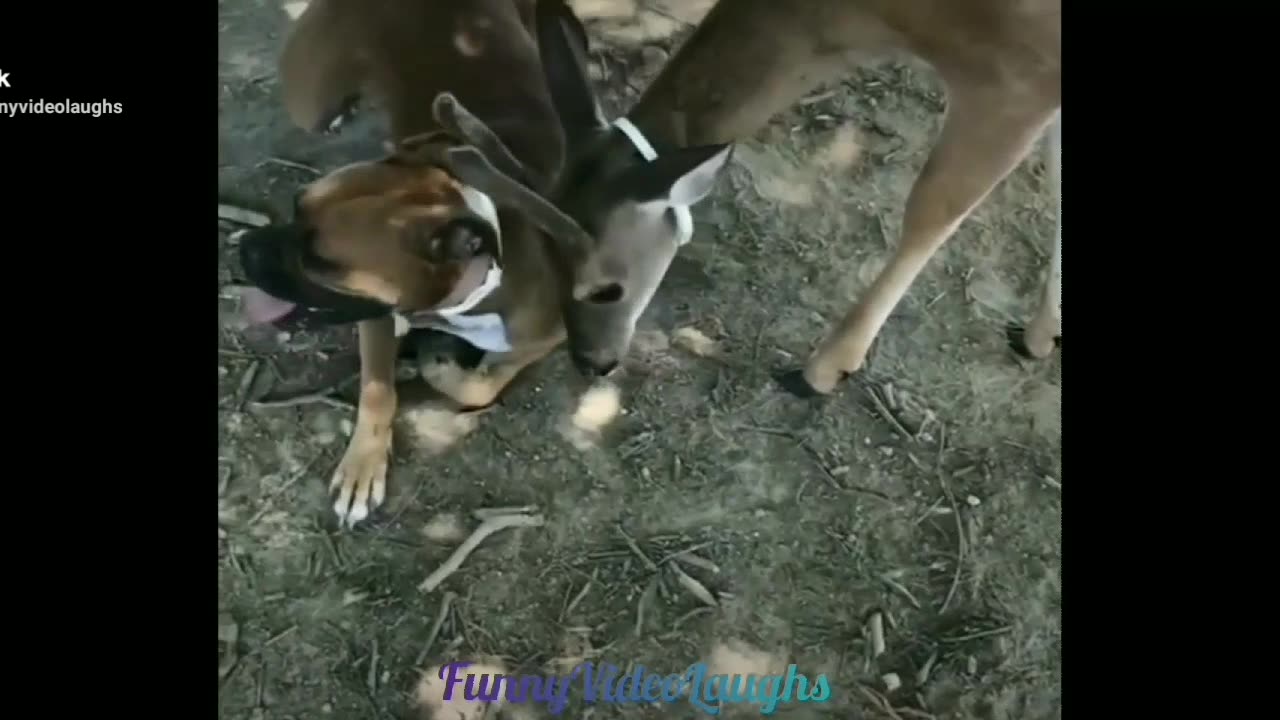 Funny Puppies And Dogs