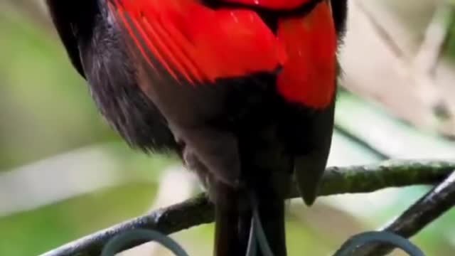 What kind of bird wears so many colors and has a curly tail
