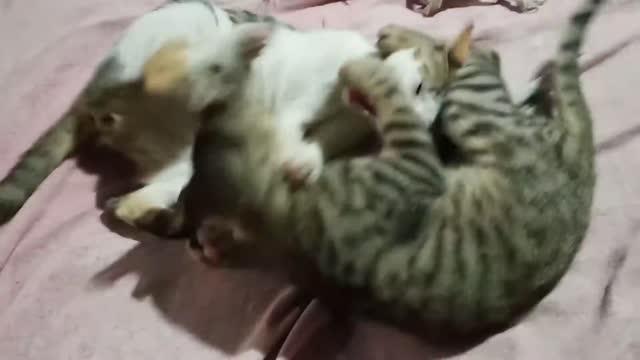 Funny cat fighting