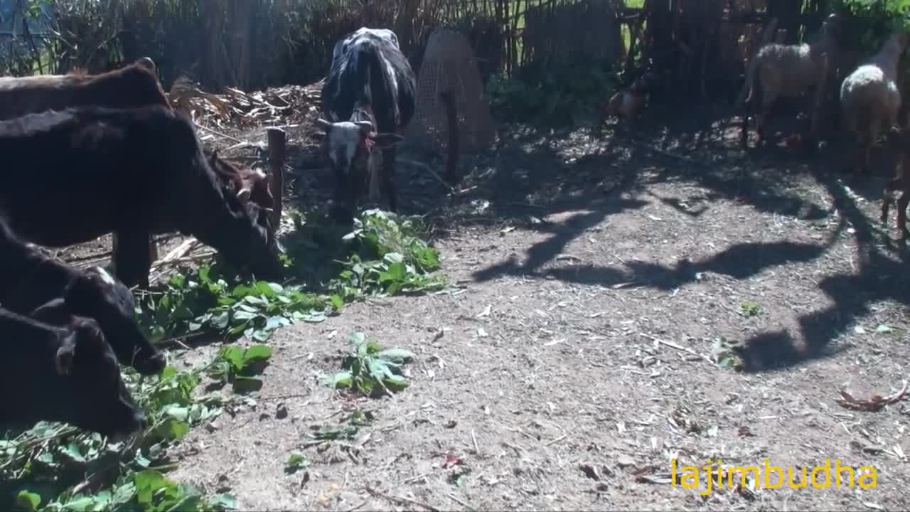 village life - himalayan life style