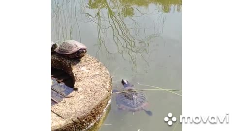 turtles bask in the sun