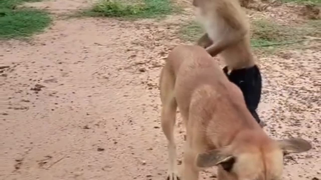 Monkey and the doghhh